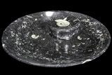 Goniatite Fossil Dish (Stoneware) #77674-1